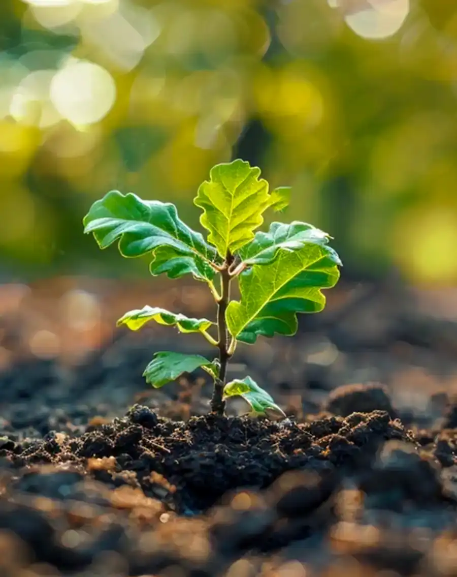 No.1 Sapling-AdobeStock_947125331_Preview