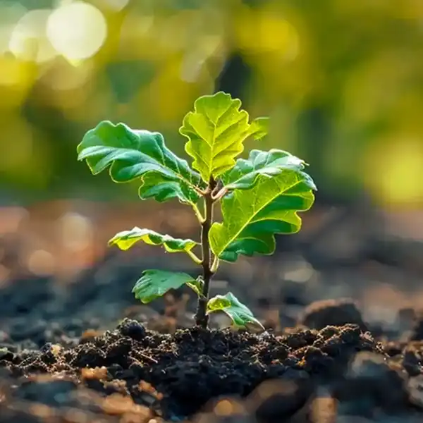 a oak tree sapling sprouts from the earth